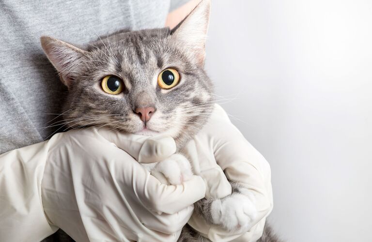 子猫からシニアな猫まで愛猫のことはお任せください | 東淀川区の動物病院なら通いたくなるロッキー動物病院