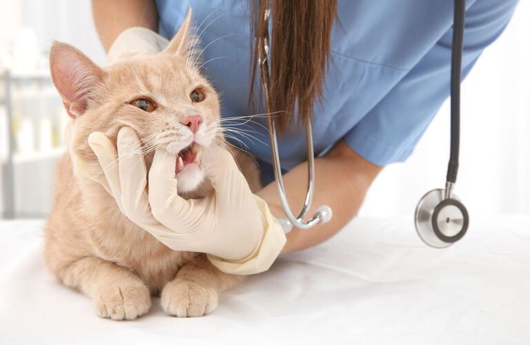 個々のペットに必要な診療を飼い主様に寄り添い行います | 東淀川区の動物病院なら通いたくなるロッキー動物病院