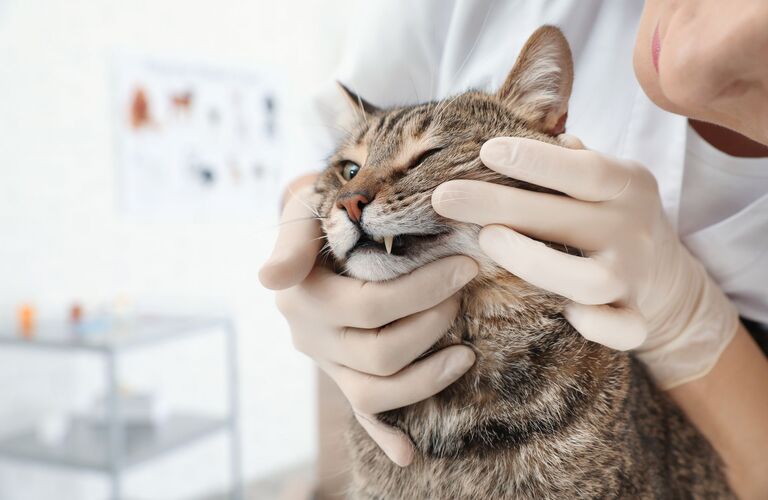 愛犬愛猫の健康維持に定期的な健康診断をおすすめします | 東淀川区の動物病院なら通いたくなるロッキー動物病院