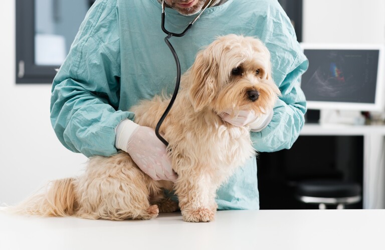 飼い主様と協力して愛犬愛猫の健康管理に全力を尽くす | 東淀川区の動物病院なら通いたくなるロッキー動物病院