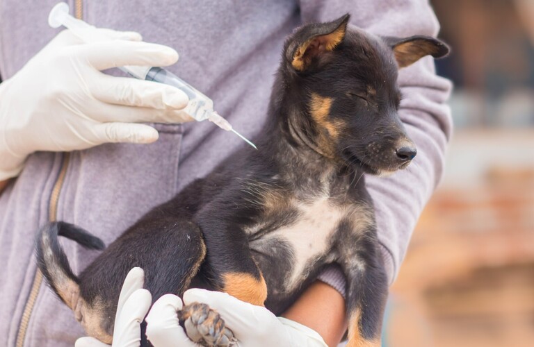 適切なワクチンで愛犬愛猫の健康管理をサポートします | 東淀川区の動物病院なら通いたくなるロッキー動物病院